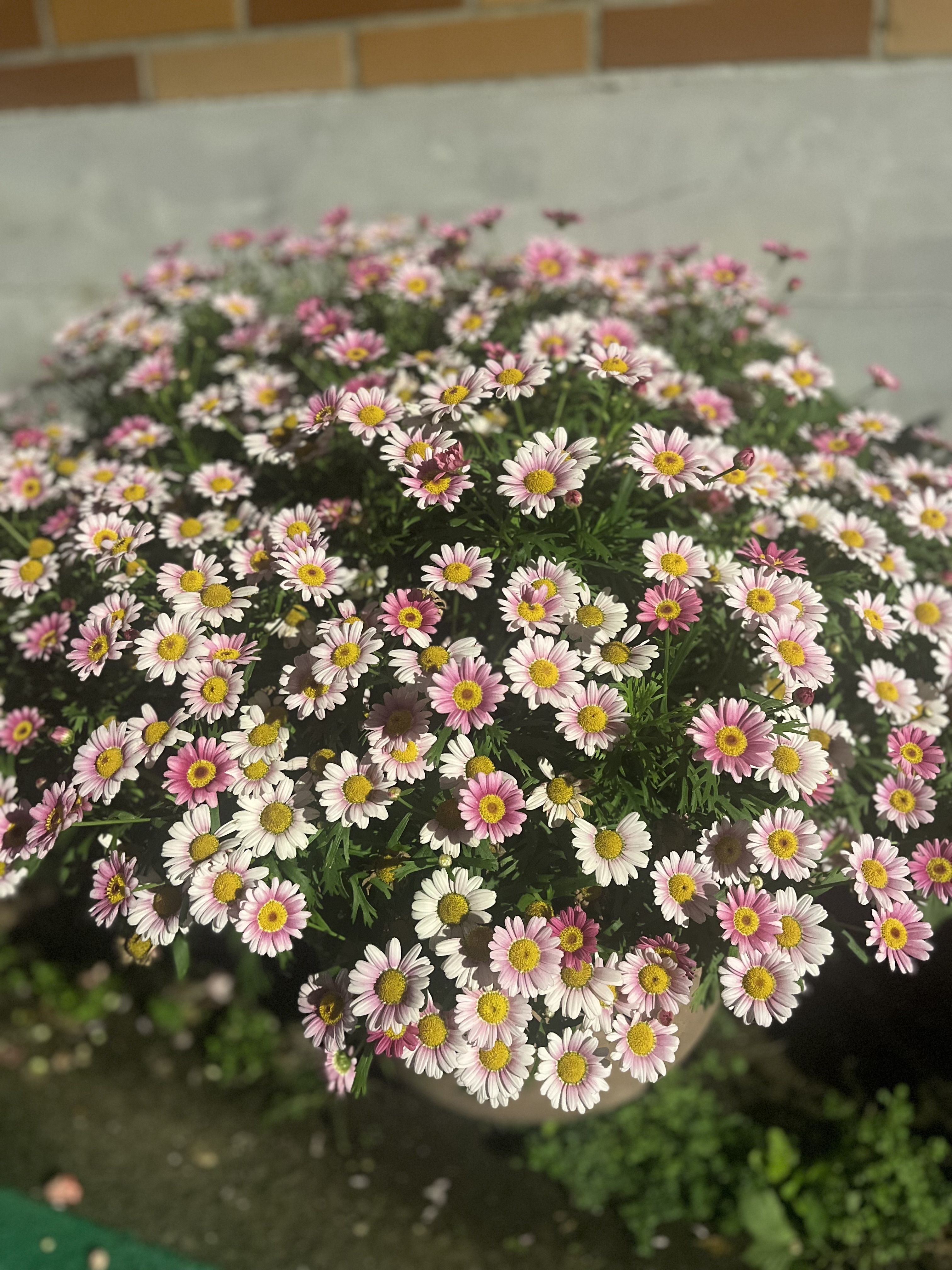 台北大直街道美麗的小花